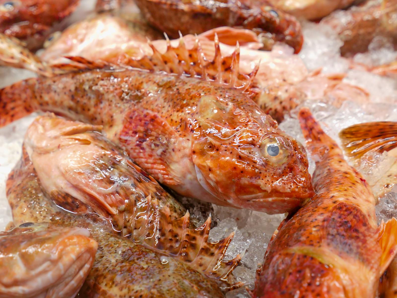Chapons (scorpènes rouges) entiers sur glace, pêche du jour de Méditerranée — Les Tamaris